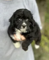 Gabby, a female Miniature Aussiedoodle for sale in Rock Rapids, IA – 4 of 6