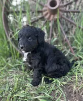 Milo, a male Miniature Aussiedoodle for sale in Rock Rapids, IA – 3 of 6