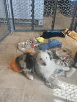 Penny, a female Miniature Australian Shepherd for sale in Rock Rapids, IA – 4 of 4