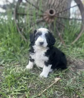 Daisy, a female Miniature Aussiedoodle for sale in Rock Rapids, IA – 2 of 7