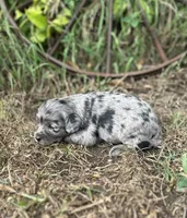 Gemma, a female Miniature Aussiedoodle for sale in Rock Rapids, IA – 3 of 6