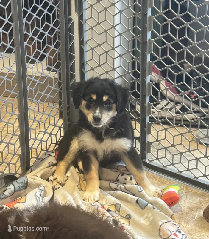 Piper – Miniature Australian Shepherd puppy for sale in Rock Rapids, IA