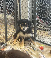 Piper, a female Miniature Australian Shepherd for sale in Rock Rapids, IA – 1 of 2