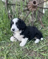 Daisy, a female Miniature Aussiedoodle for sale in Rock Rapids, IA – 6 of 7