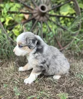 Peyton, a male Miniature Australian Shepherd for sale in Rock Rapids, IA – 4 of 6
