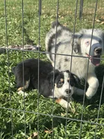 Bubbles, a female Miniature Australian Shepherd for sale in Rock Rapids, IA – 4 of 7