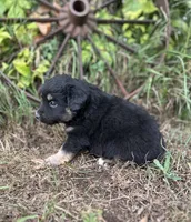 Patrick, a male Miniature Australian Shepherd for sale in Rock Rapids, IA – 6 of 6
