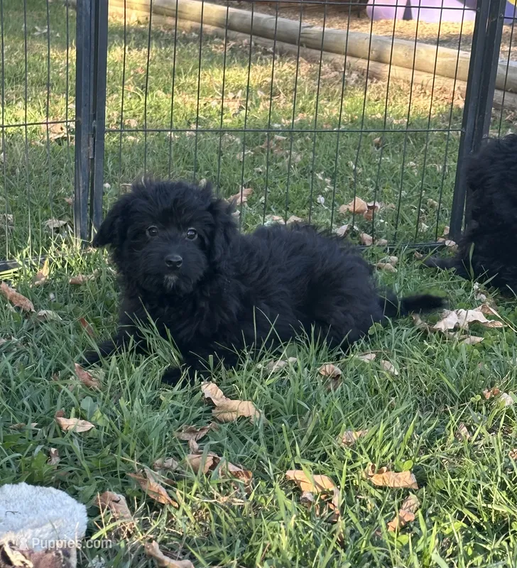 Gunner – Miniature Aussiedoodle puppy for sale in Rock Rapids, IA