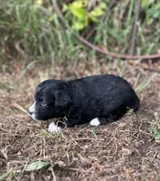 Gabby, a female Miniature Aussiedoodle for sale in Rock Rapids, IA – 2 of 6