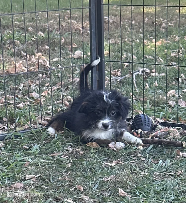 Gracie – Miniature Aussiedoodle puppy for sale in Rock Rapids, IA
