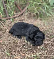 Gigi, a female Miniature Aussiedoodle for sale in Rock Rapids, IA – 4 of 5