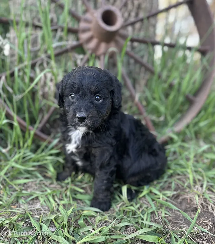 Milo – Miniature Aussiedoodle puppy for sale in Rock Rapids, IA