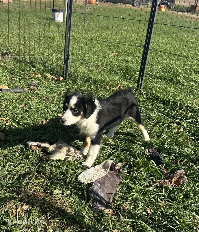 Bubbles, a female Miniature Australian Shepherd for sale in Rock Rapids, IA – 1 of 7