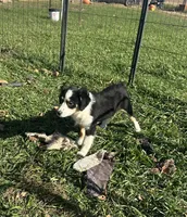 Bubbles, a female Miniature Australian Shepherd for sale in Rock Rapids, IA – 1 of 7