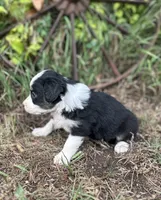 Peaches, a female Miniature Australian Shepherd for sale in Rock Rapids, IA – 2 of 6