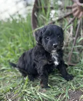 Milo, a male Miniature Aussiedoodle for sale in Rock Rapids, IA – 2 of 6