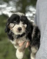 Gunther, a male Miniature Aussiedoodle for sale in Rock Rapids, IA – 3 of 7
