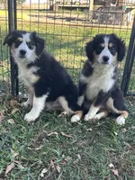 Bruce, a male Miniature Australian Shepherd for sale in Rock Rapids, IA – 5 of 5