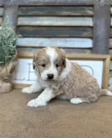 Benny, a male Miniature Aussiedoodle for sale in Rock Rapids, IA – Photo 2 of 6