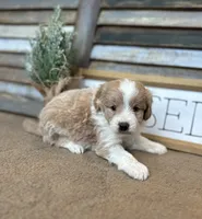 Benny, a male Miniature Aussiedoodle for sale in Rock Rapids, IA – Photo 4 of 6