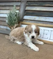 Benny, a male Miniature Aussiedoodle for sale in Rock Rapids, IA – Photo 5 of 6