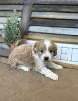 Benny, a male Miniature Aussiedoodle for sale in Rock Rapids, IA – Photo 3 of 6
