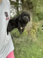 Gunner, a male Miniature Aussiedoodle for sale in Rock Rapids, IA – 2 of 3