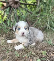 Peyton, a male Miniature Australian Shepherd for sale in Rock Rapids, IA – 2 of 6