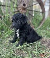 Max, a male Miniature Aussiedoodle for sale in Rock Rapids, IA – 4 of 6