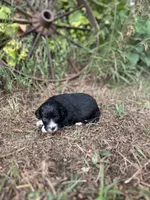 Gabby, a female Miniature Aussiedoodle for sale in Rock Rapids, IA – 5 of 6