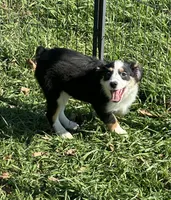 Bubbles, a female Miniature Australian Shepherd for sale in Rock Rapids, IA – 3 of 7