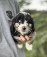 Gunther, a male Miniature Aussiedoodle for sale in Rock Rapids, IA – 2 of 7