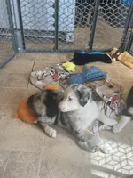 Penny, a female Miniature Australian Shepherd for sale in Rock Rapids, IA – 2 of 4