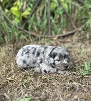Gemma, a female Miniature Aussiedoodle for sale in Rock Rapids, IA – 5 of 6