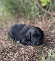 Gus, a male Miniature Aussiedoodle for sale in Rock Rapids, IA – 2 of 5