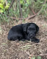 Gunner, a male Miniature Aussiedoodle for sale in Rock Rapids, IA – 1 of 4