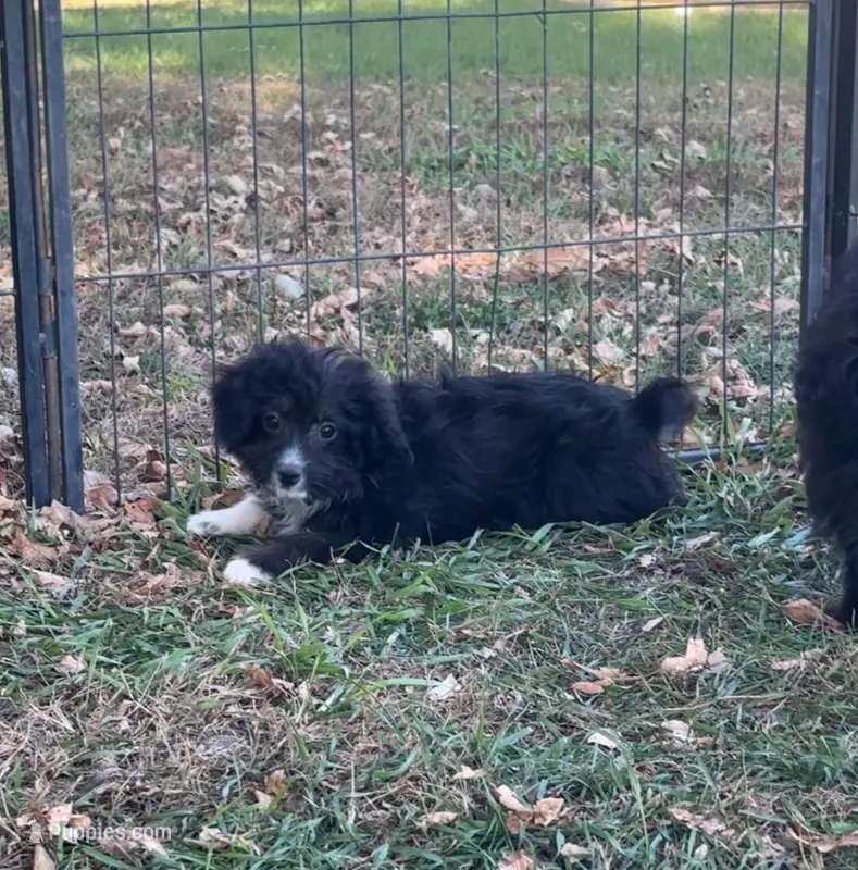 Gabby – Miniature Aussiedoodle puppy for sale in Rock Rapids, IA