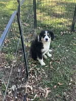 Bruce, a male Miniature Australian Shepherd for sale in Rock Rapids, IA – 4 of 5