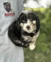 Gunther, a male Miniature Aussiedoodle for sale in Rock Rapids, IA – 4 of 7