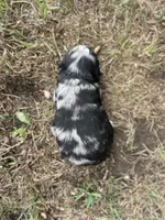 Gunther, a male Miniature Aussiedoodle for sale in Rock Rapids, IA – 2 of 2
