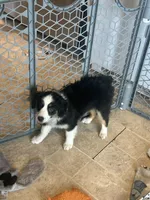 Peaches, a female Miniature Australian Shepherd for sale in Rock Rapids, IA – 3 of 5