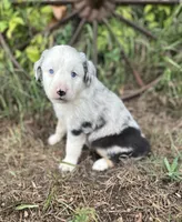 Penny, a female Miniature Australian Shepherd for sale in Rock Rapids, IA – 5 of 5