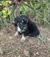Patrick, a male Miniature Australian Shepherd for sale in Rock Rapids, IA – 5 of 6
