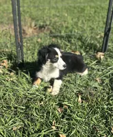 Bubbles, a female Miniature Australian Shepherd for sale in Rock Rapids, IA – 5 of 7