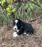 Gracie, a female Miniature Aussiedoodle for sale in Rock Rapids, IA – 3 of 5