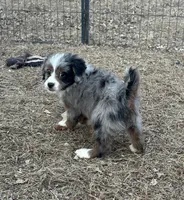 Bingo, a female Miniature Aussiedoodle for sale in Rock Rapids, IA – Photo 4 of 4