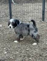 Bingo, a female Miniature Aussiedoodle for sale in Rock Rapids, IA – Photo 1 of 4