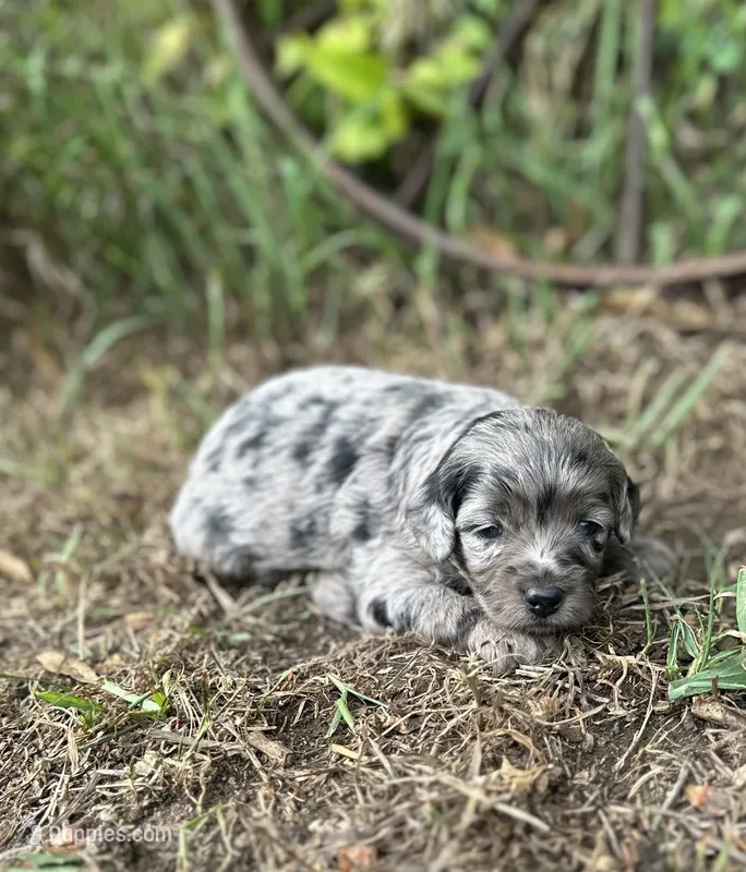 Gemma – Miniature Aussiedoodle puppy for sale in Rock Rapids, IA
