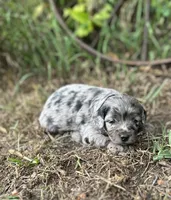 Gemma, a female Miniature Aussiedoodle for sale in Rock Rapids, IA – 1 of 6