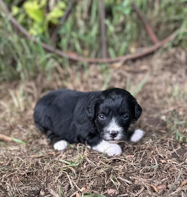 Gabby – Miniature Aussiedoodle puppy for sale in Rock Rapids, IA